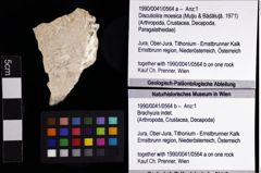 Foto (Objket + Etiketten) von Brachyura indet. 